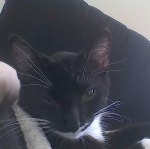 Meet your Posher, Naomi